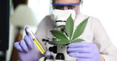 Mikroskop önünde esrar yaprağı ve marihuana yağı tutan bir bilim adamı. Yakın çekim 4K film yavaş çekim. Narkotik uyuşturucu kavramına dayanan ilaç ticareti yasadışı ürünler