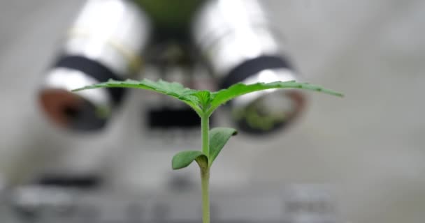 Laboratuvarda Büyüyen Yeşil Filizler Filizlenen Tahıllar Hiperlapa Topraktaki Cam Şişede — Stok video