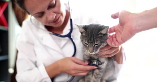 Veterinarian Listens Stethoscope Heart Gray Cat Veterinary Clinic Auscultation Heart — Stock Video