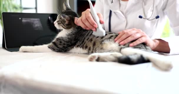 Veteriner Veteriner Kliniğinde Gri Kedinin Karın Boşluğunun Ultrasonunu Yapıyor Organların — Stok video