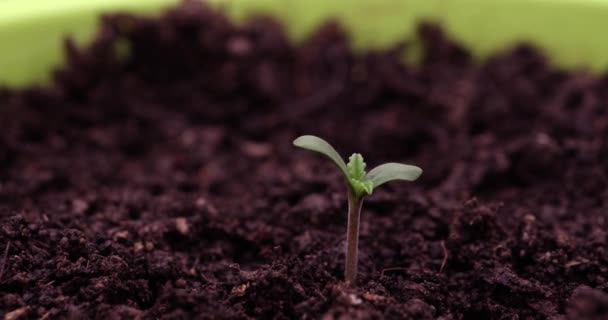 Growing Plants Sprouts Sprouting Newborn Plant Cultivation Plants Timelapse Healthy — Stok video