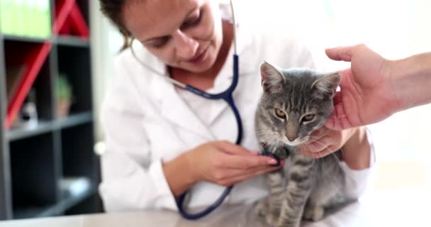 Examination Cat Veterinarian Veterinary Clinic Veterinarian Listening Cat Heartbeat Stethoscope — Stock Video