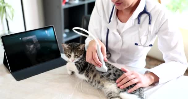 兽医对猫的特写进行超声波检查 动物内脏超声检查 — 图库视频影像