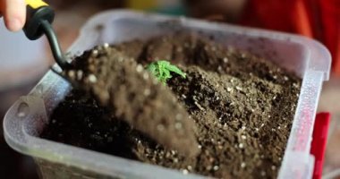 Woman digs up ground around a sprout and home gardening. Concept of healthy organic food and seedlings