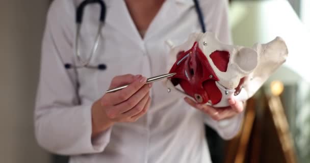 医師は 小さな骨盤の解剖学的モデルの骨盤骨を指す 骨盤器官の炎症性疾患 — ストック動画