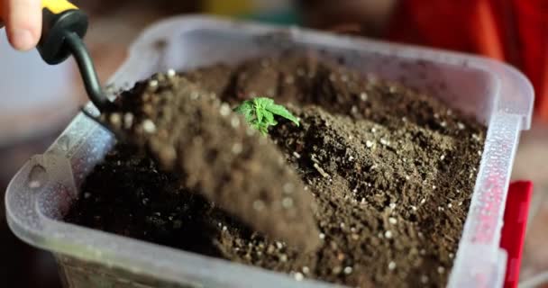 女性は発芽と家庭菜園の周りに地面を掘る 健康的な有機食品と苗の概念 — ストック動画