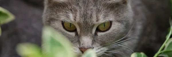 stock image Gray cat hunts in grass on street. Cat on nature concept