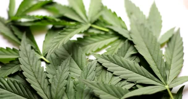 Många Gröna Blad Narkotika Cannabis Växt Bakgrund Film Slow Motion — Stockvideo