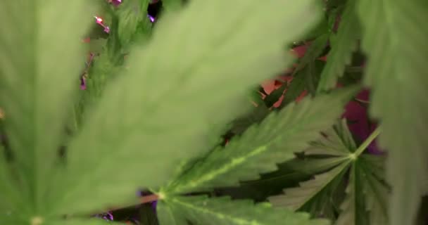 Marijuana Plant Growing Biological Laboratory Movie Slow Motion Pharmaceutical Business — Vídeo de Stock