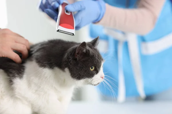 Grooming cats in beauty salon for pets. Grooming master cuts and shaves cat takes care of cat. Veterinarian uses electric razor for cat