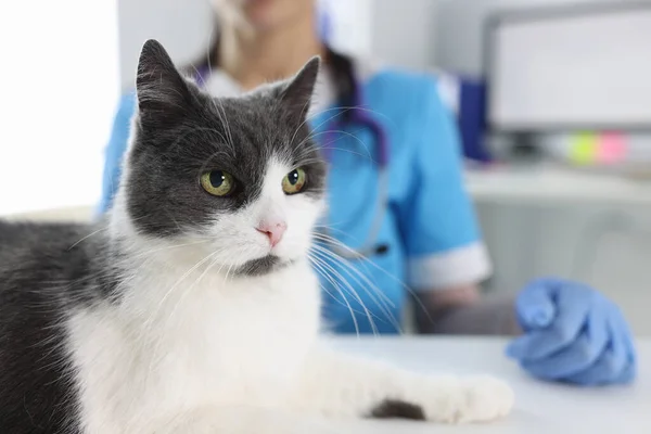 Beautiful gray white cat and veterinarian in clinic. Veterinarian services and treatment of animals concept