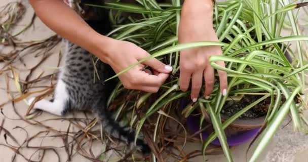 Dişi Eller Kapalı Alan Bitkisinden Kuru Yaprakları Temizler Yakın Plan — Stok video