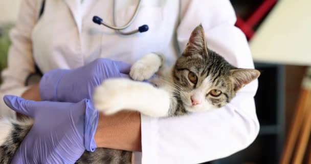 Veterinarian Kitten His Hands Closeup Primary Reception Vet Clinic Animal — Stock Video