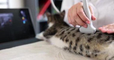 Veteriner kediye ultrason yapıyor, yakın plan. Veterinerlik kliniği için tıbbi ekipman, teşhis
