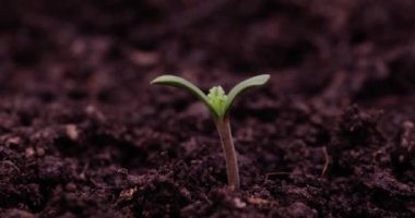 Small green sprout growing in pot closeup 8k hyperlapse timelapse. Environmental protection concept