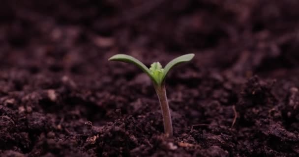 Small Green Sprout Growing Pot Closeup Hyperlapse Timelapse Environmental Protection — Vídeos de Stock