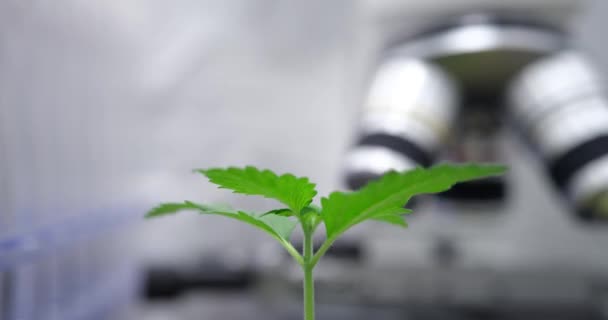 生化学実験室の顕微鏡下で成長している緑の植物は 8Kの過経過時間を閉じます 遺伝子研究の概念の可能性 — ストック動画