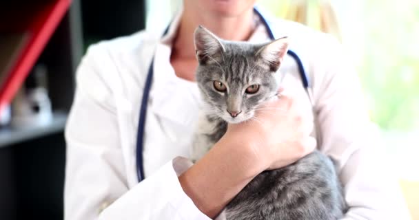 Doctor Veterinarian Holding Gray Kitten His Arms Closeup Movie Slow — Stockvideo