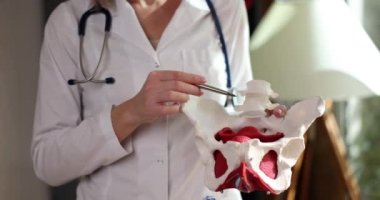 Doctor showing bones and muscles of pelvis of woman closeup 4k movie slow motion. Pathology of female reproductive organs diagnosis and treatment concept 