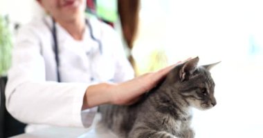 Veterinarian puts gray cat at reception in veterinary clinic. Providing medical care to animals