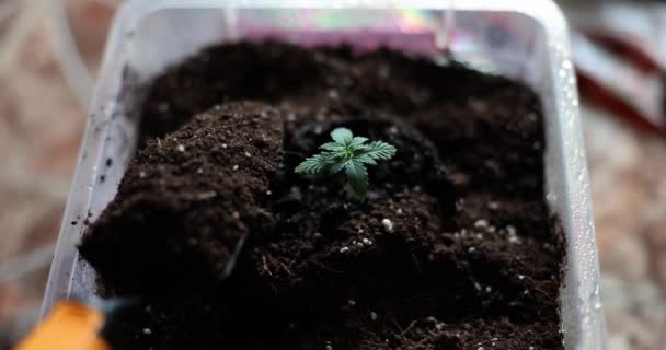 Gardener Pours Soil Pot Sprout Closeup Home Plant Growing — Stockvideo