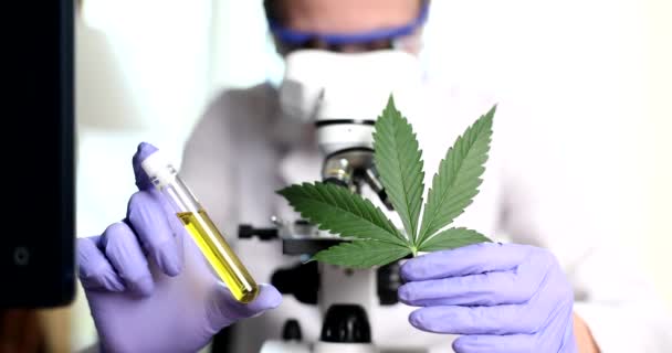 Science Lab Woman Researching Marijuana Natural Aromatic Hemp Oil Leaves — Video Stock