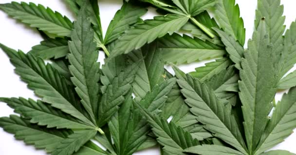 Closeup Biological Ecological Cannabis Plants Herbal Alternative Medicine Cbd Oil — Vídeo de stock