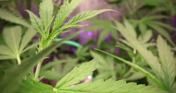 Violet Light Cannabis Lab Thc Marijuana Tree Science Lab Alternative — Stockvideo