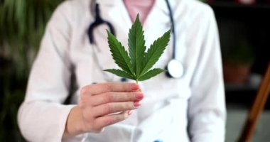 Terapist doktor taze yeşil marihuana yaprağı tutuyor. Ağrı kesici spazmlar ve kasılmaların baskısı