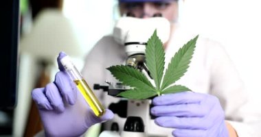 Araştırmacı bilim adamı kenevir yağının çıkarılmasını inceliyor. CBD esrar yağı ve tıbbi marihuana konsepti