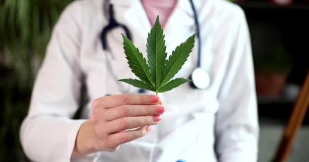セラピストの医者はマリファナの緑の新鮮な葉を持っています 痛みの痙攣と痙攣の鎮痛抑制 — ストック動画