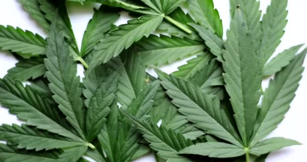 Gröna Blad Cannabis Vit Bakgrund Cannabisbladets Funktionsegenskaper Och Tillämpningskoncept — Stockvideo