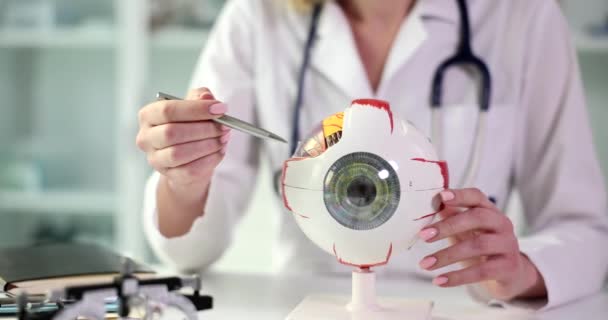 Ophthalmologist Holds Anatomical Model Human Eye Pen Hands Human Eye — ストック動画