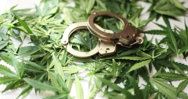 Handcuffs Lying Green Leaves Marijuana Closeup Movie Slow Motion Criminal — Vídeo de Stock