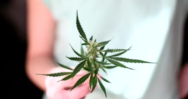 Mano Sosteniendo Rama Cannabis Con Hojas Brotes Primer Plano Película — Vídeo de stock