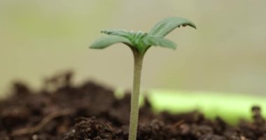 Taze filizlenen makro zaman atlaması. Bitkisel tahıl veya marihuana tohumlarının filizlenmesi ve büyümesi