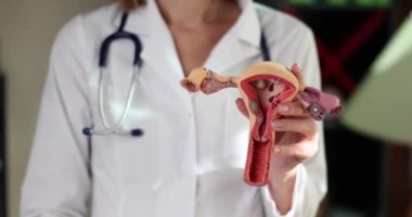 Doktor jinekolog kadın üreme organının anatomik modelini tutuyor. Kadın tedavisi için onay ve tavsiye mührü