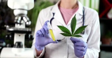 Doktor bilim adamı laboratuardaki test tüpünde kenevir yaprağı ve marihuana yağı tutuyor. Esrarın tıbbi özelliklerinin geliştirilmesi ve araştırılması
