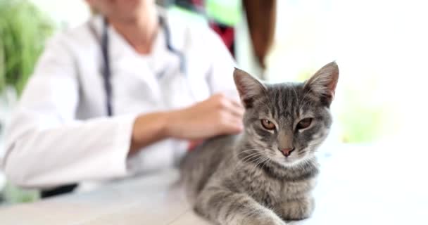 Veterinarian Strokes Gray Beautiful Cat Veterinary Clinic Medical Care Animal — Stock Video