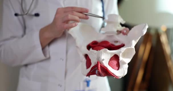 Гинеколог Показывает Расположение Таза Мышцами Анатомической Модели Доктор Демонстрирует Тазовые — стоковое видео