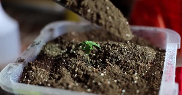 Egészséges Bio Ételek Házi Palánták Kertészkedés Termőföld Műtrágyával — Stock videók