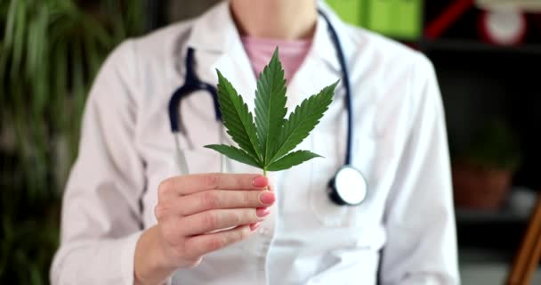 Doctor Sostiene Hoja Cannabis Fresca Primer Plano Clínica Marihuana Afecta — Vídeo de stock