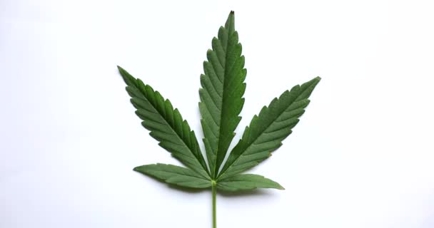 Zielone Liście Marihuany Białym Tle Uprawa Marihuany Medycznej Leczenie Zaburzeń — Wideo stockowe