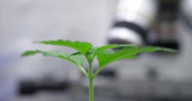 Sprout of green plant rising from ground in laboratory. Home biotechnology laboratory and botanical experiments