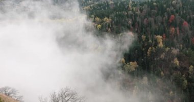 Autumn mist landscape forest mountains trees mist view. Reserve and natural beautiful landscape in Georgia
