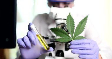 Bilimadamı bir laboratuarda marihuana yağının iyileştirici özelliklerini mikroskop üzerinde inceliyor. Tıbbi esrar.
