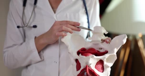 Klinikte Kalça Eklemi Anatomisi Doktoru Modeli Kadınlarda Kronik Pelvik Ağrı — Stok video