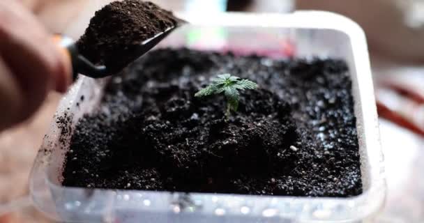 Mix Potting Soil Sprout Pour Soil Fertilizer Pot Concept — 비디오