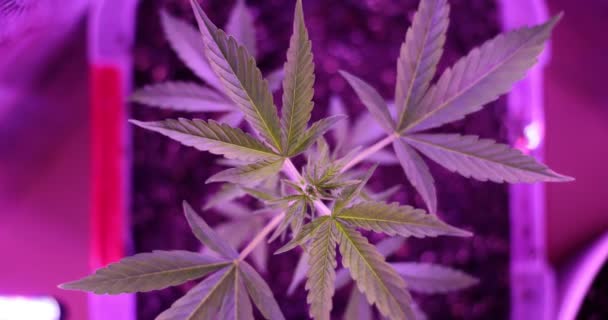 Growing Marijuana Biological Laboratory Purple Growing Cannabis Home — Vídeo de stock