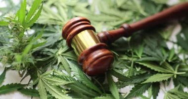 Marijuana leaves and judge gavel and marijuana legalization concept. Medical cannabis